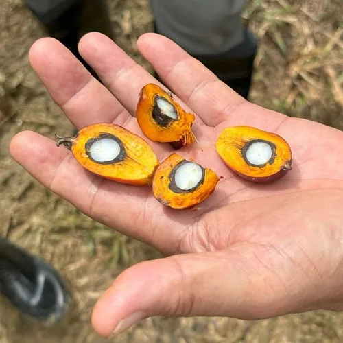 Oil Palm Fruit 500 by 500